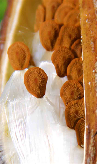 Art Photography By DAPACU 
Austin Texas Local Art