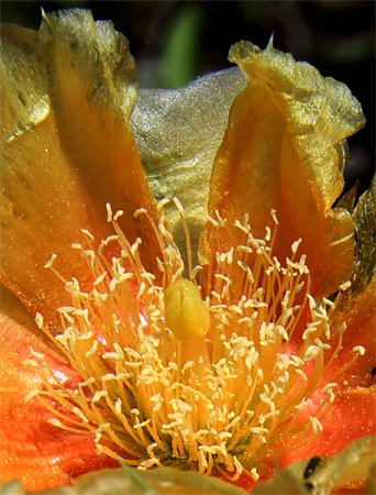 Art For Sale in Austin Texas