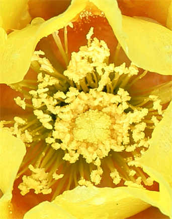 Dallas Prints For Sale