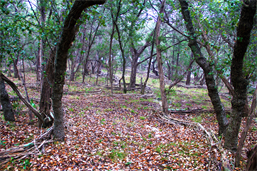 www,Arte.Land Austin Texas 
Land Art With Purposes!
