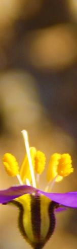 Best Art For Sale in Austin