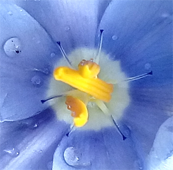 The Austin Texas Art Store For Prints