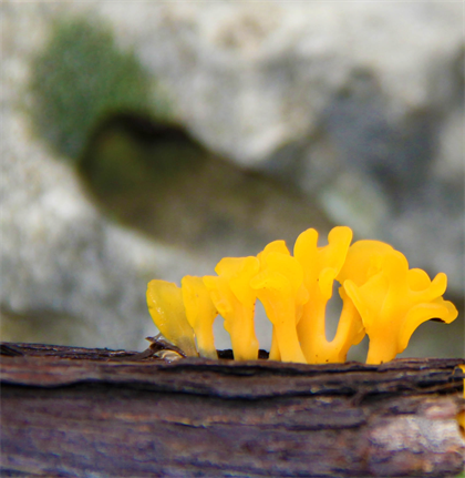 Austin Fine Art Photography,
Art Photographer DAPACU,
Click Photo For Art Exhibit.
Latest Photography Show.